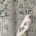 セキセイインコ　オス　一歳
