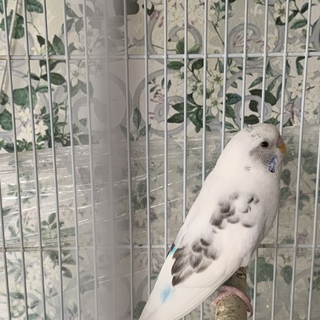 セキセイインコ　オス　一歳