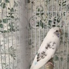 セキセイインコ　オス　一歳 サムネイル2
