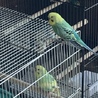 セキセイインコ　オス　一歳 サムネイル3
