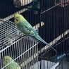 セキセイインコ　オス　一歳 サムネイル4