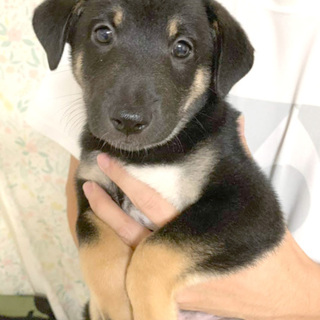 【決定】mix♂「けんくん」