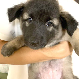 【決定】mix♀「ななちゃん」