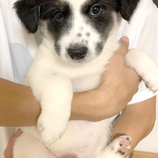 【決定】mix♀「ラブちゃん」