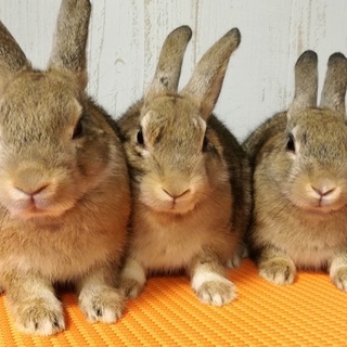 もうすぐ生後3ヶ月の子うさぎ、1羽募集します！