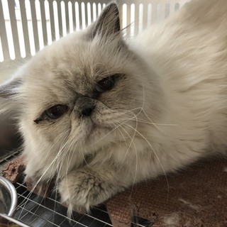 譲渡されました。