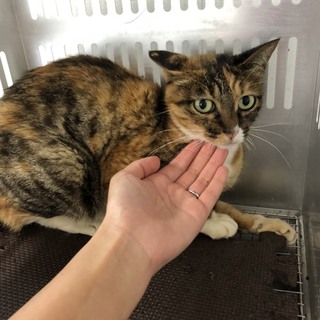 譲渡されました。