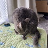 ノミが発生したので丸洗い。