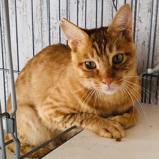 里親さん決定しました。ありがとうございました！