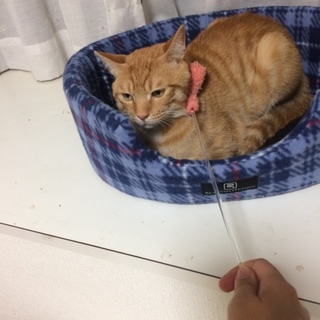 里親さん決定しました。ありがとうございました！