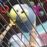 みらちゃん