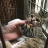 甘えん坊！推定5ヶ月の美猫 ソックちゃん（仮） サムネイル2