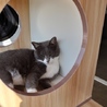 catdogeid さん