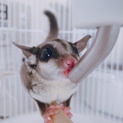 1才 フクロモモンガ 