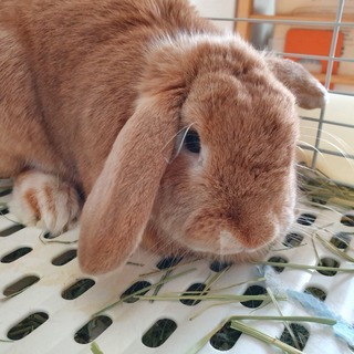 ロップイヤー1年5か月弱　去勢手術済