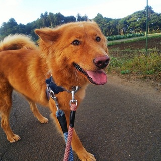 モフモフのランボーくん♪