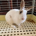 うさちゃん
