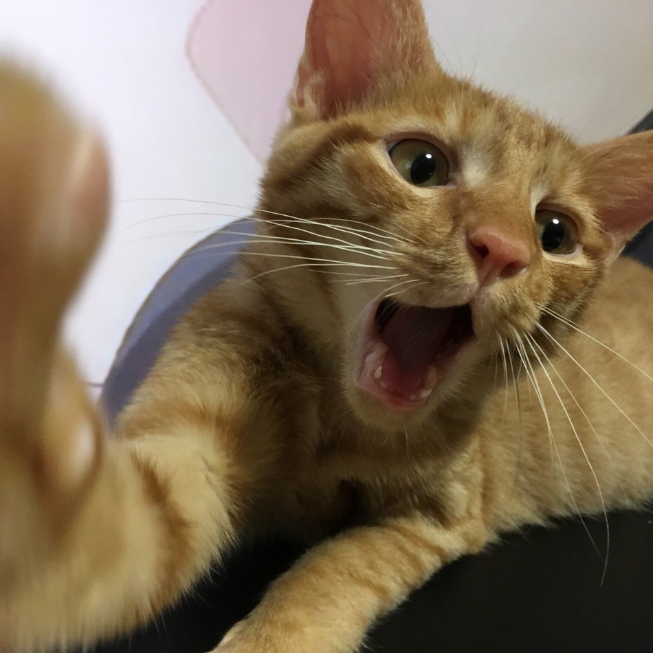 ちび太のカバー写真