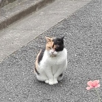 みみ