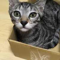 はな