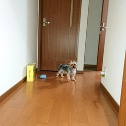犬なんて、呼んでも来ない