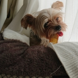 「犬なんて、呼んでも来ない」サムネイル3