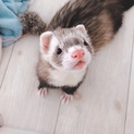 ピーターソン フェレット♂ 