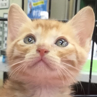 募集一時停止超人懐っこい可愛い茶トラ男子★テラ君