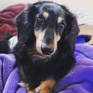 【募集一時停止】甘えん坊で優しいマローくん