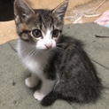猫も人間も大好きなミュウ君