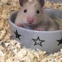 ゴールデンハムスターの里親募集。