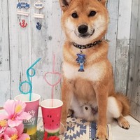 ボー