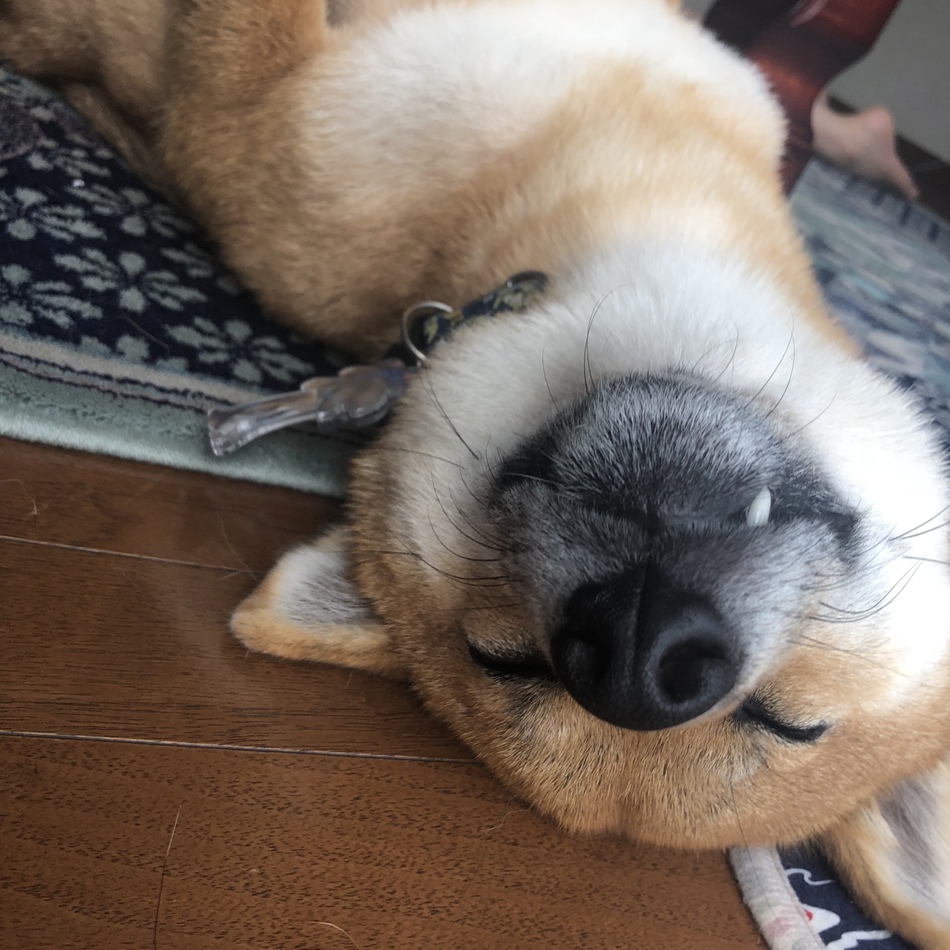 ボーのカバー写真