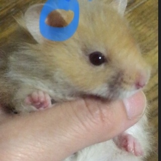 ゴールデンハムスター(カラー) 