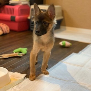 好奇心いっぱい！月齢約3か月Mixのローラちゃん