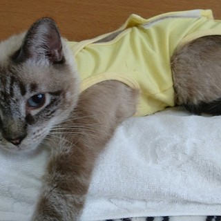 ミクロなシャレットちゃん❤