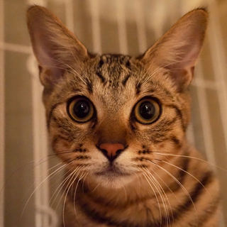 可愛いキジトラの子猫です