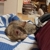 一緒にねんね