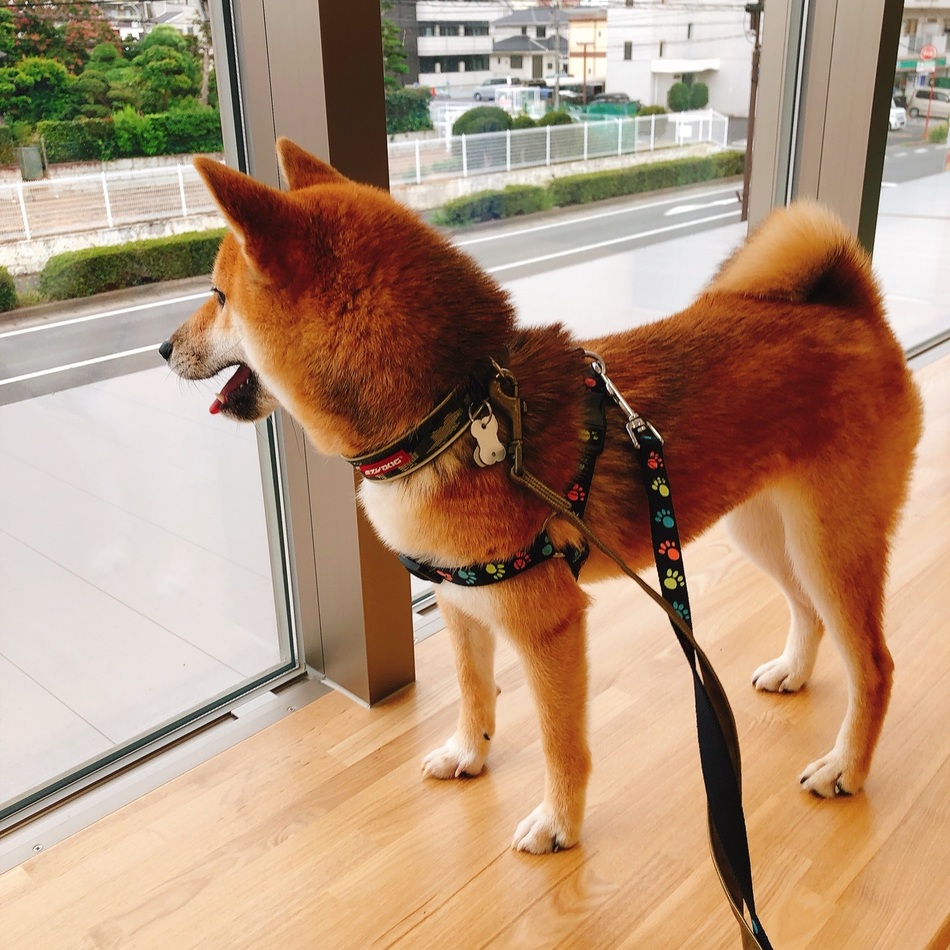 こきちのカバー写真