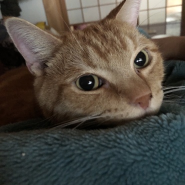 ミンクの寝起き