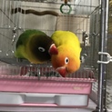 ボタンインコ雌同士ペア