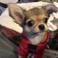 りぼん