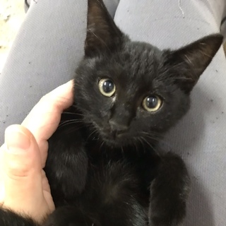 真っ黒黒の「ウニ」