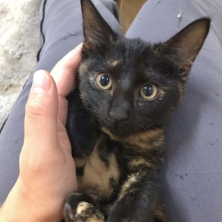 サビ猫ガール「おはぎ」
