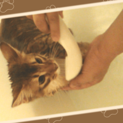 初めてのシャワーにドキドキするうちのソマリです