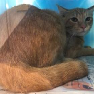 処分対象になります。収容期限10/24朝迄