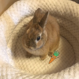 ネザーランドMIXの小さな女の子です