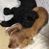 やまと12