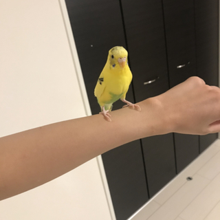 インコ（その他） × 青森県が募集対象 × メス」鳥の里親募集情報【更新