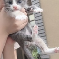 可愛いはちわれのグレーの子猫ちゃん